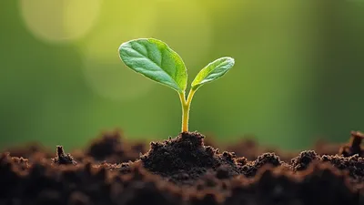 親鸞聖人の教えの大前提「因果の道理」とは？善悪の基準を解説